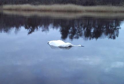 letzte fahrt. // ich trug sie über die kleine anhöhe, sie war weiß und steif. keine spuren, keine verletzung an ihrem federkörper. sie war liegengeblieben im schilf. nun schwebt sie auf dem wasser. der fluss treibt sie hinaus, gegen das licht.